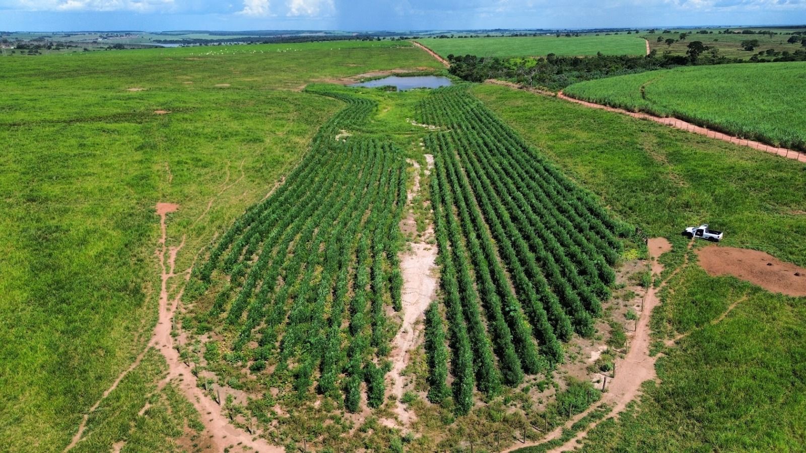 Técnicos da Iniciativa Caminhos da Semente acompanham avanço da restauração ecológica nas Fazendas do Grupo Campanelli